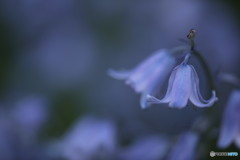 シラー・カンパニュラータ