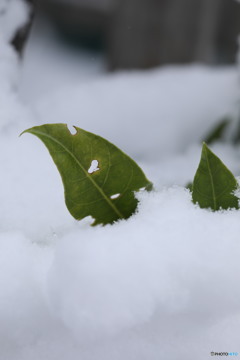 ぴょこん