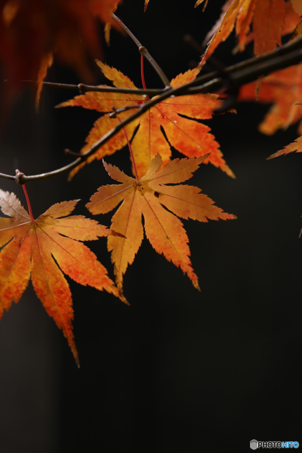 紅葉あんまりだったなぁ