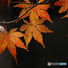 紅葉あんまりだったなぁ