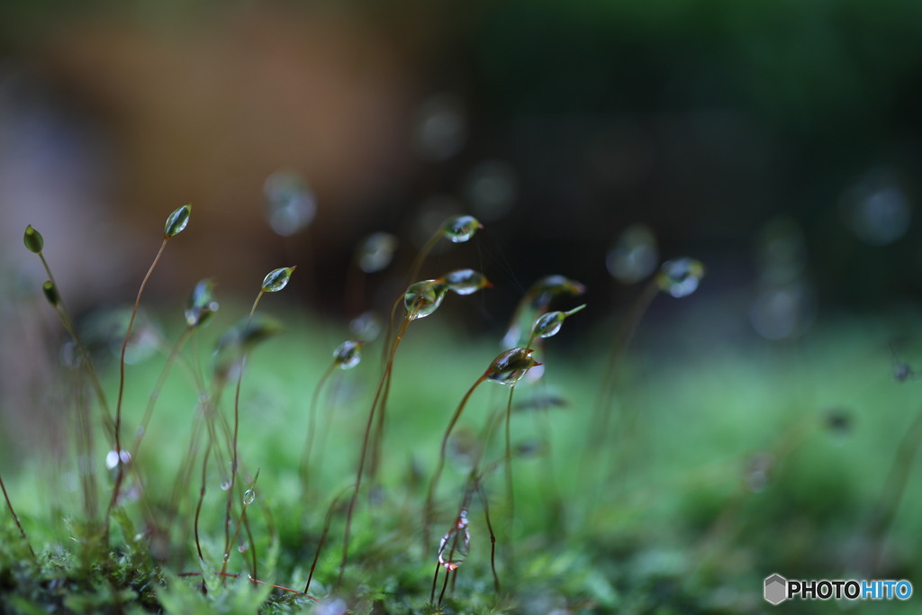 霜雫