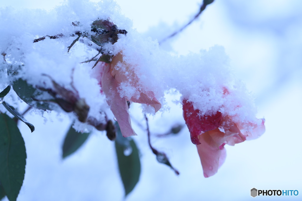 薔薇に雪ふりつむ