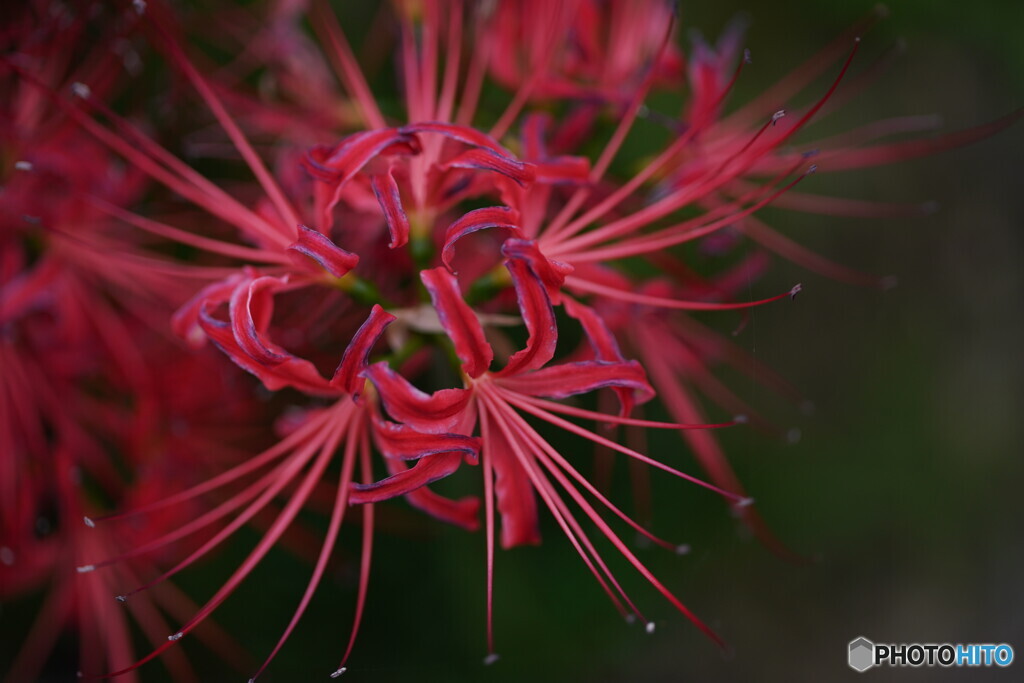 曼珠沙華