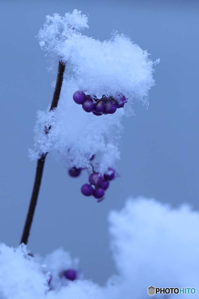 紫の実に雪２