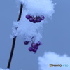紫の実に雪２