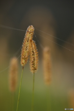 えのころ草