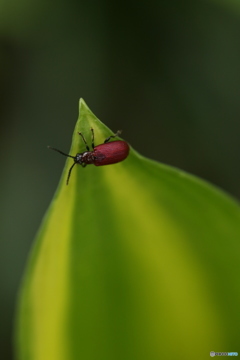 ちいさな虫