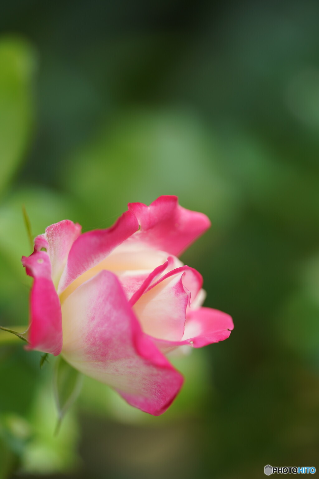 ミニ薔薇
