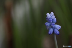 ムスカリ