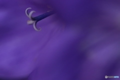紫の思惑