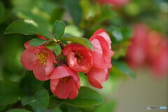 木瓜の花