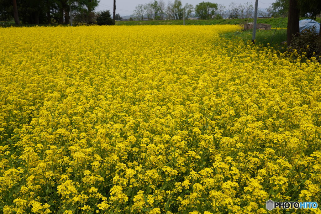 母校校門前の菜の花