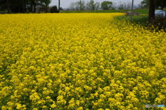 母校校門前の菜の花