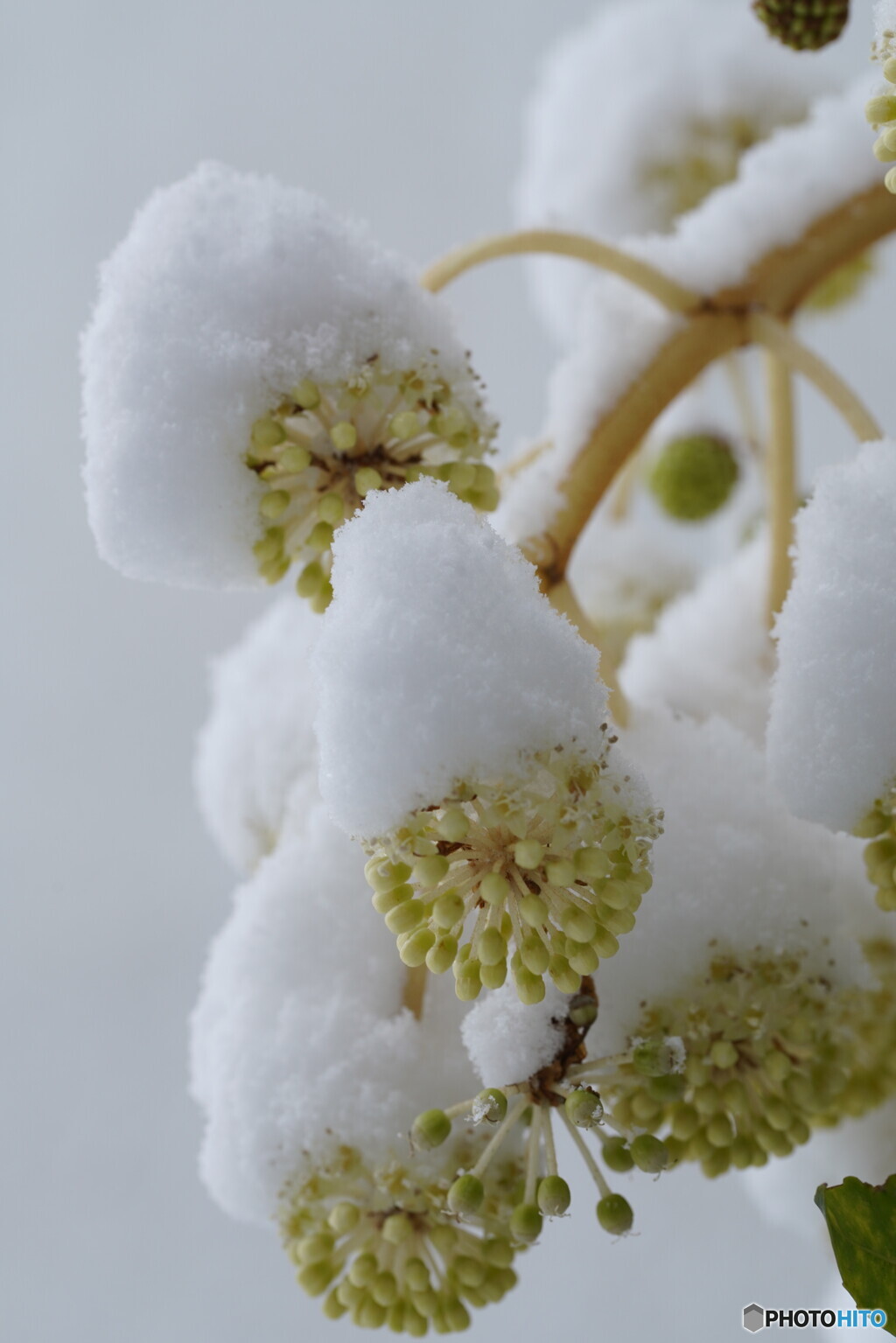 根雪の頃(八つ手）