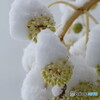 根雪の頃(八つ手）