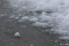 斑雪（はだれゆき）