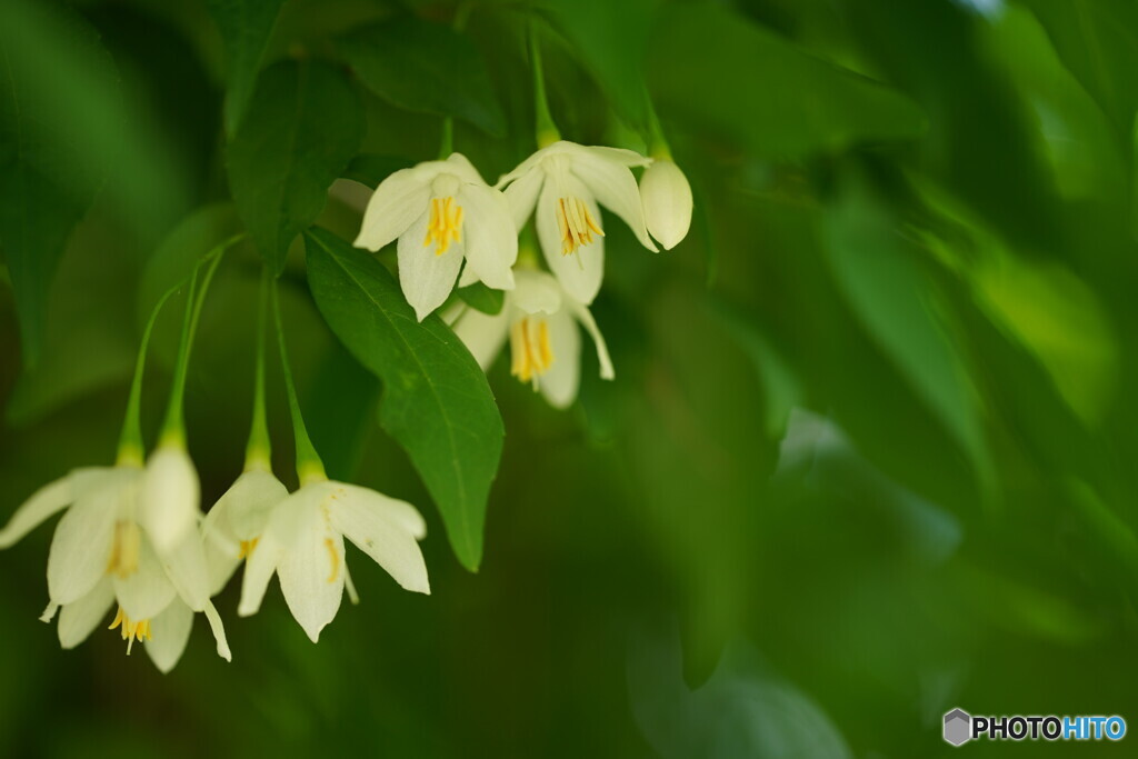 エゴの花