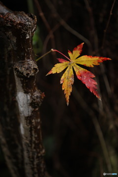 残る紅葉に