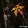残る紅葉に