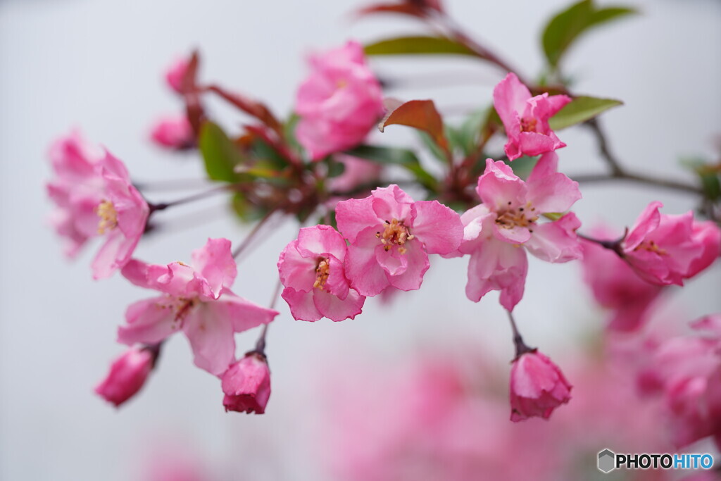 花海棠