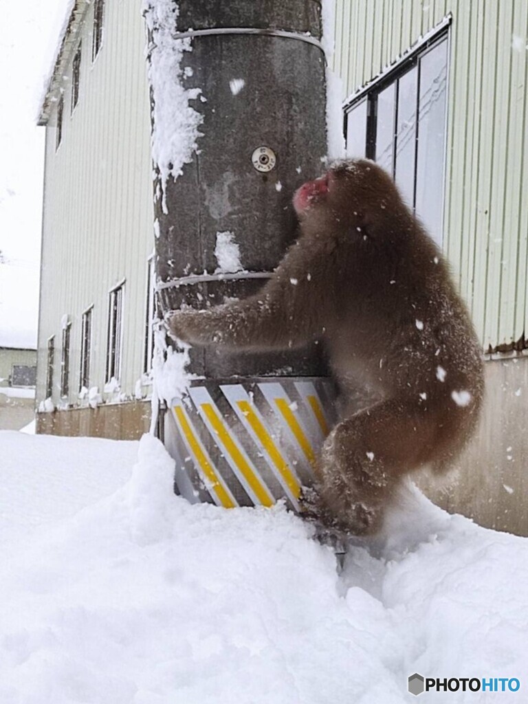 大雪に猿にハートの雪