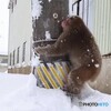 大雪に猿にハートの雪