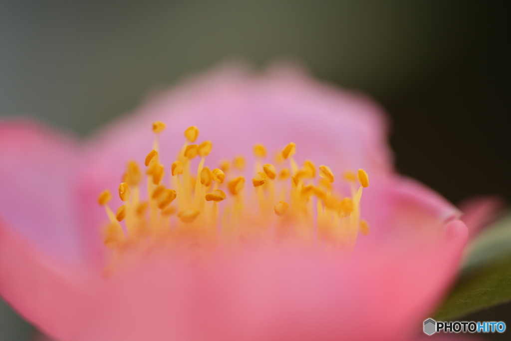 花芯おどりだす