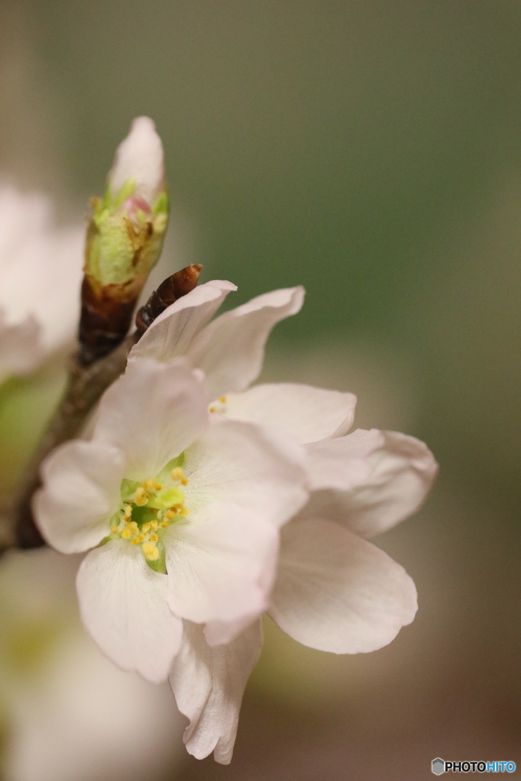 室咲きの桜