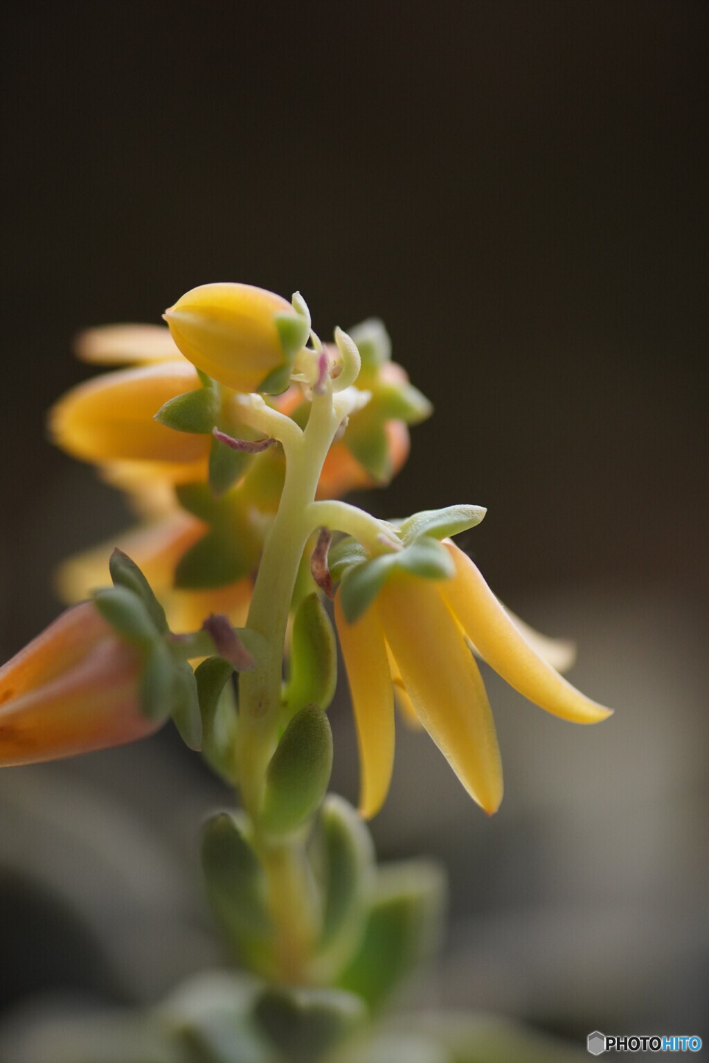 多肉植物の花