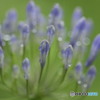 まだ蕾