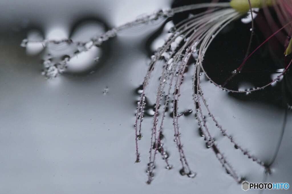 合歓の花～落ちて水たまりへ