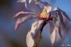 シデコブシ花芯