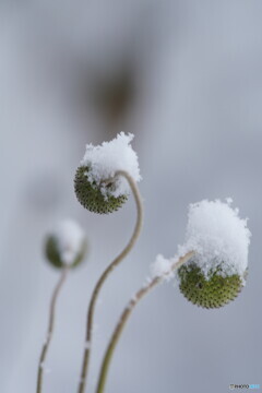 雪の帽子(秋明菊）