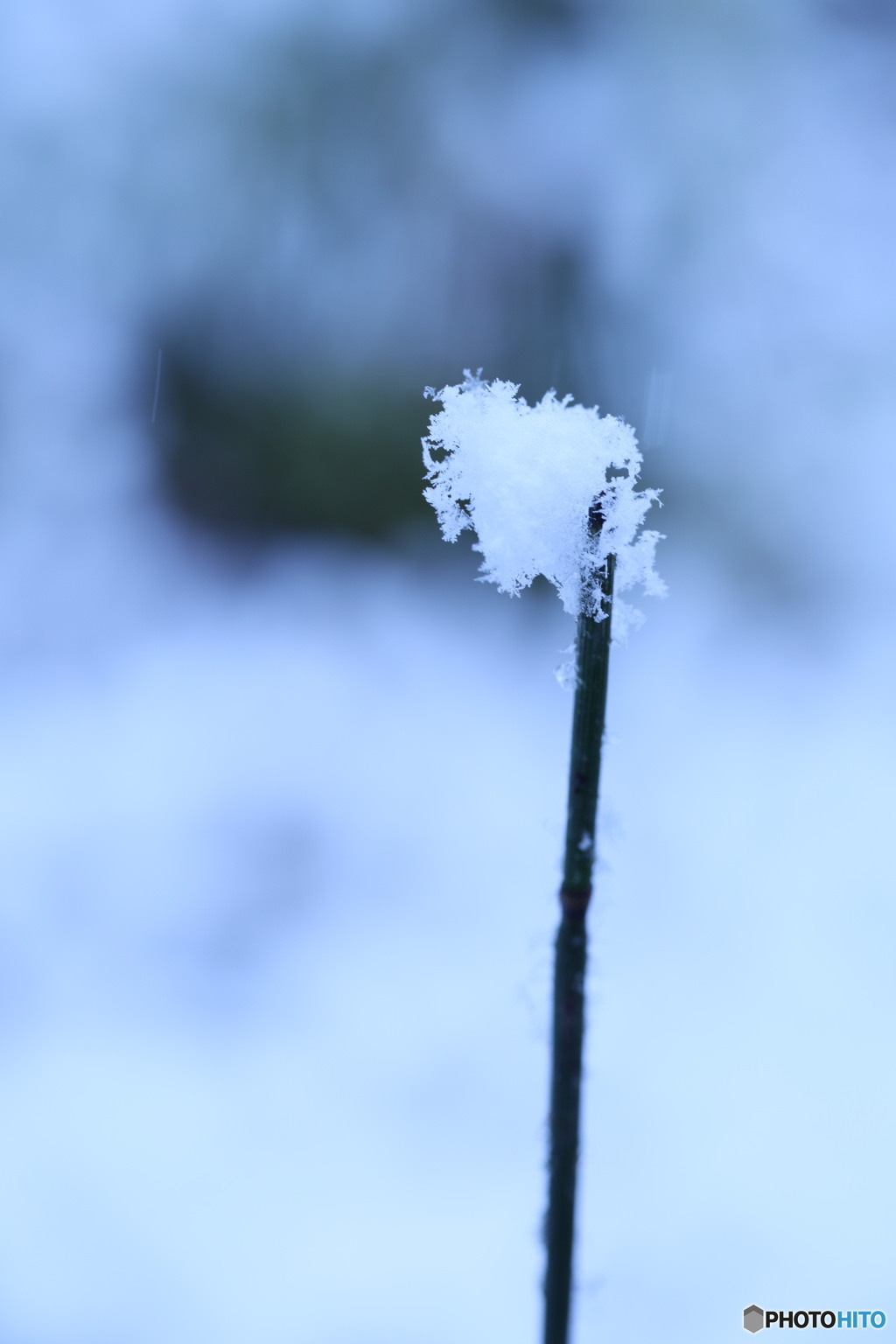 粉雪