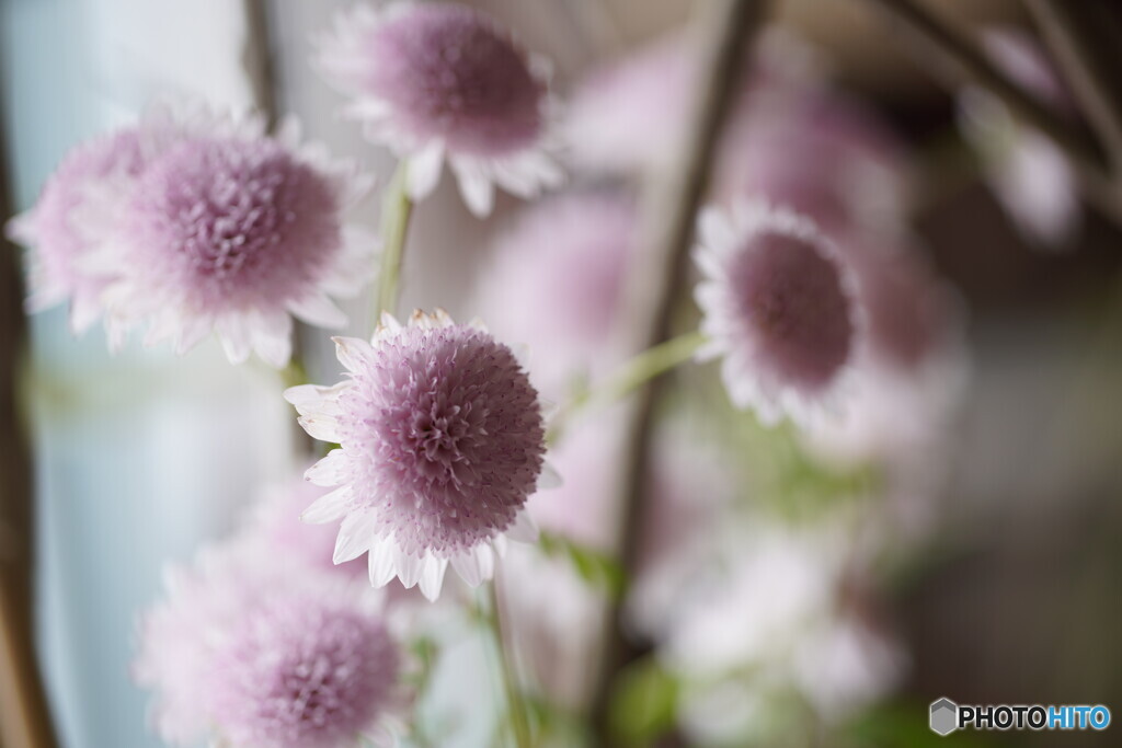 鉢植えの菊