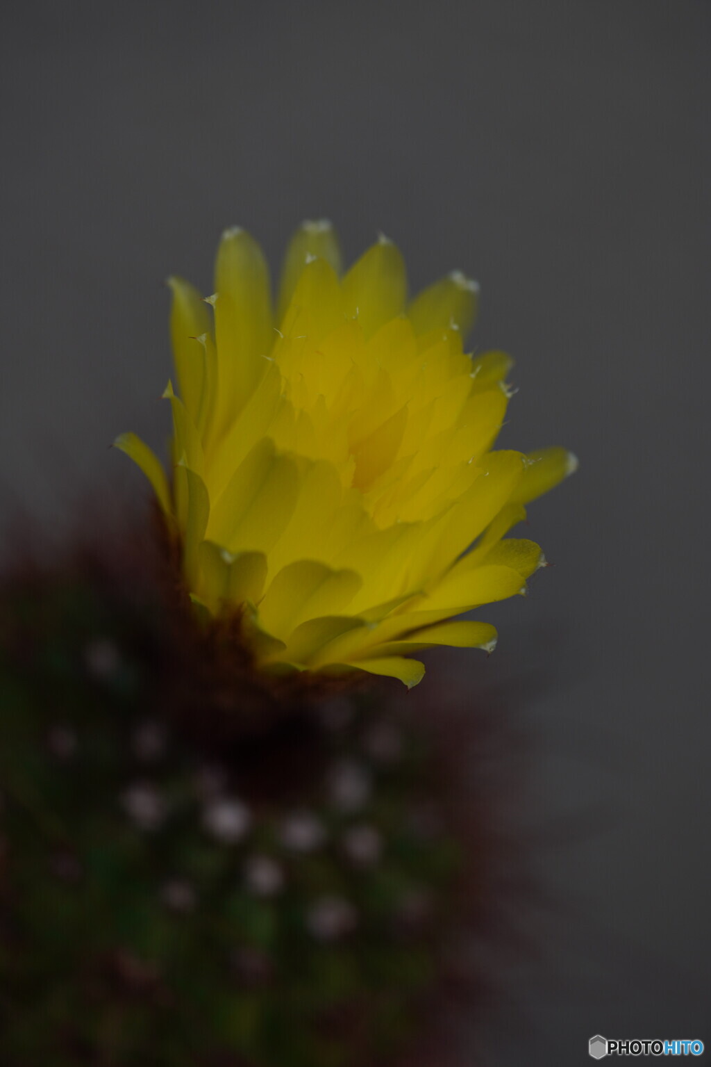 サボテンの花