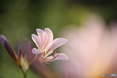 リコリススプリンゲリー
