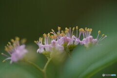 ムラサキシキブの花