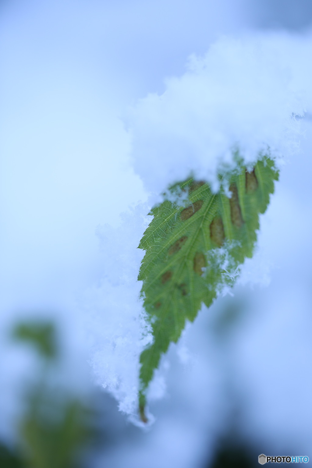 残った葉に雪がつもる２