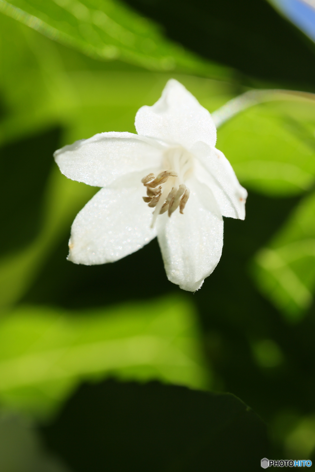 エゴノキの花