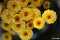 花期ながく