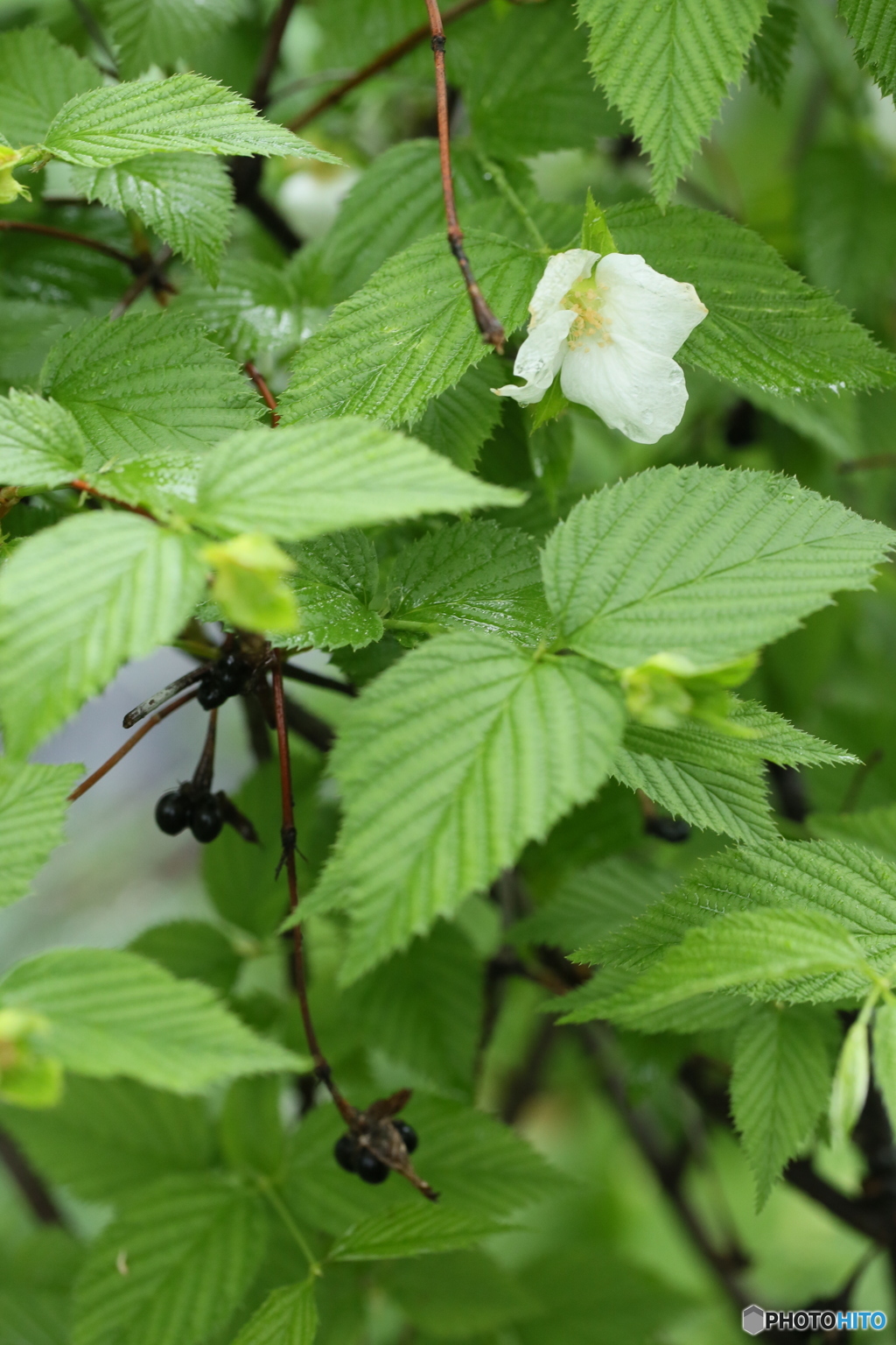 白山吹　花と種