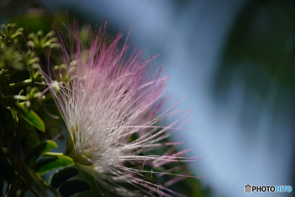 窓の外は合歓の花