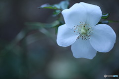 最後の薔薇