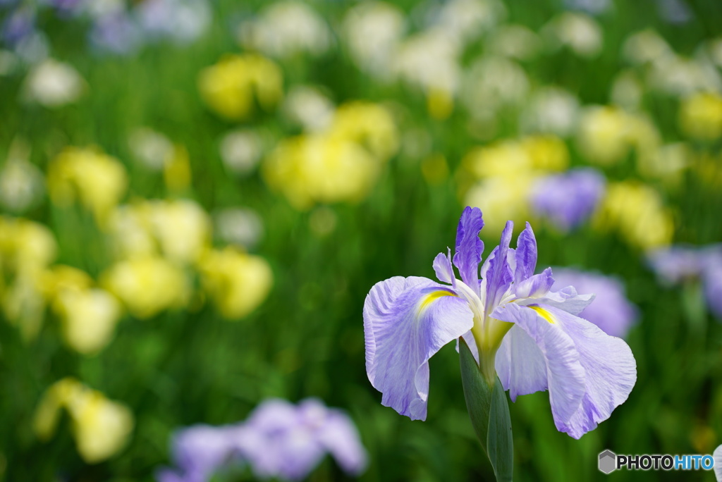 いろとりどりの菖蒲