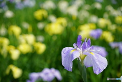 いろとりどりの菖蒲