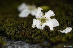 梨の花