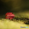 散る紅葉