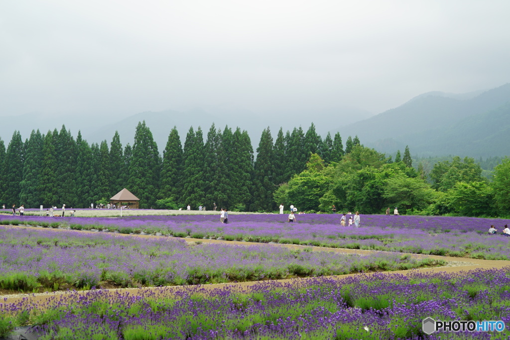 美郷ラベンダー園