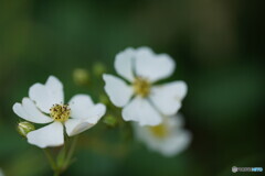 野薔薇